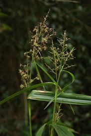 Image result for Scleria sp.no.1