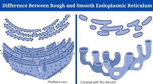 Check spelling or type a new query. Rough Vs Smooth Endoplasmic Reticulum Definition 13 Differences Examples Biology Notes Phd Nest