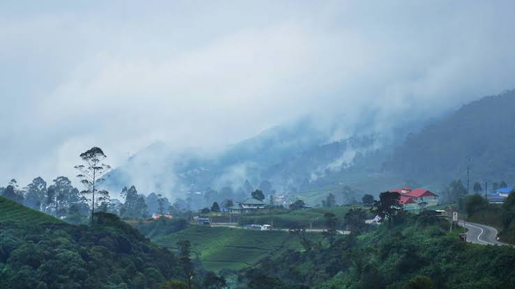 Cloud Forest