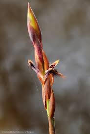 Image result for Bulbophyllum schinzianum