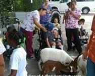 If you are looking for a petting zoo birthday party experience in dallas texas, you are in the right place. Petting Zoo Dallas Texas