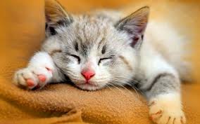 صور قطط ومعلومات كاملة عن القطط Cute Cats Beautiful Cats Cat Facts