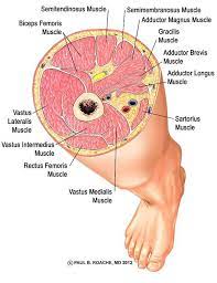 Muscle names of lower back. Understand Hip Anatomy Muscles For Yoga Jason Crandell Yoga Yoga Anatomy Muscle Anatomy Hip Anatomy