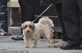 Carrie symonds, the pm's partner, said a story about dilyn the dog leaving downing street was '100% bs' (picture: Boris Johnson S Dog Dillin Is Played By An Italian Hybrid Called Marco London News Time