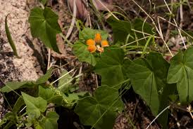 Image result for Momordica boivinii