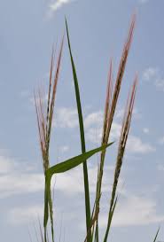 Image result for Oryza barthii