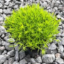 Image result for Sagina