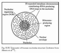 The nucleus makes ribosomal subunits from proteins and ribosomal rna, also known as rrna. What Is The Primary Function Of A Cell S Nucleolus Quora