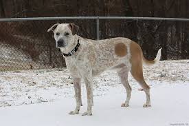 German Shorthair Queensland Heeler Mix Red Heeler X Pointer Mix We Believe With A Touch Of Lab This Dog Looks Just Like Sam Ex Dogs Heeler Mix Cattle Dog