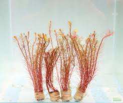Image result for Rotala submersa