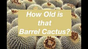 35+ year old cactus turning yellow. How Old Is That Barrel Cactus Youtube