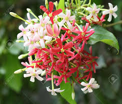 Sus flores de aspecto acampanado constituyen un. Planta De Flor Quisqualis Indica Madreselva China Rangun Enredadera Quisqualis Indica Fotos Retratos Imagenes Y Fotografia De Archivo Libres De Derecho Image 34971005