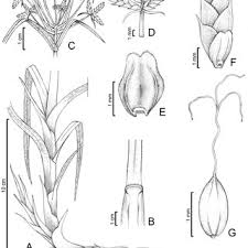 Image result for Courtoisina cyperoides