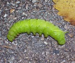 Caterpillars have far less bacteria and fungi inhabiting their gut than other animals and the microbes hammer and his collaborators collected fecal samples from caterpillars in colorado, arizona, new. Caterpillar In The Street Tragedy Or Transition Neighborhood Nature