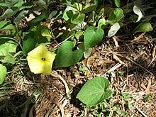 Image result for Ipomoea prismatosyphon