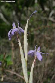 Image result for Moraea simulans