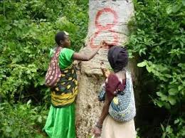 Image result for Monanthotaxis trichantha