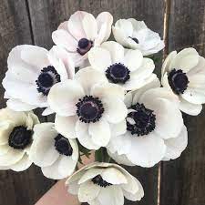 A Quick Run Through The Anemone Beds Before Heading Out This Is Anemone Panda Farmerflorist Flowerfarmer Roote Flower Farmer Flower Farm Plant Aesthetic