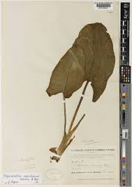 Image result for Stylochaeton