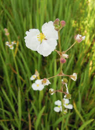 Image result for Agelanthus toroensis