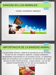 Aquéllas sujetas a los procedimientos establecidos en las disposiciones de sanidad animal, que desarrollan la secretaría o las personas físicas o morales, en términos de lo establecido en esta ley; Sanidad Animal Daniel Durango Infeccion Parasitismo