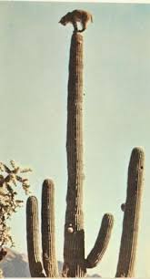 Pick up lines that have to do with cacti. 91 Cactus Ideas Cactus Sonoran Desert Saguaro