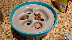 We have tried to provide faqs, and all the factors necessary to keep in mind when buying an enhanced dog bowl in the buyer's guide. My Dog S Favorite Slow Feed Dog Bowl Is The Paw5 Rock N Bowl The First Time Dog Owner Guide