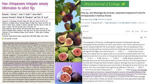 Image result for Musanga leo-errerae