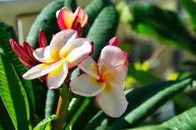 Frangipani also known as plumeria, is perhaps the queen of all tropical flowers. Solving Plumeria Problems When Growing Indoors