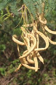 Image result for Prosopis juliflora