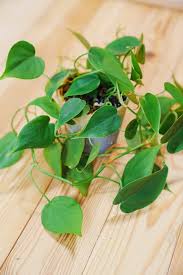 Image result for Filodendron Philodendron