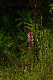 Image result for Satyrium crassicaule