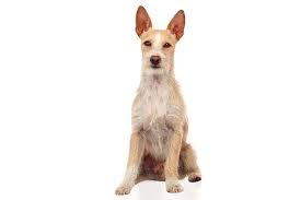 Small (pequeno), medium (médio) and large (grande). Portuguese Podengo Dog Breed Information American Kennel Club