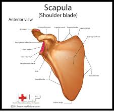 Maybe you would like to learn more about one of these? Scapula Shoulder Blade Anterior View Shoulder Anatomy Upper Limb Anatomy Scapula