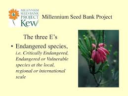 Image result for Sporobolus bechuanicus