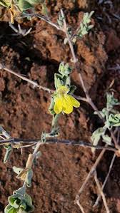 Image result for Justicia odora