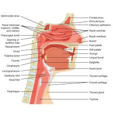 Head And Neck Anatomy Sagittal Illustration Radiology