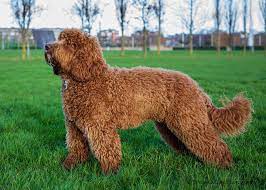 Advertise your puppy for sale or for adoption in just a few steps! Australian Labradoodles Of Ireland Facebook