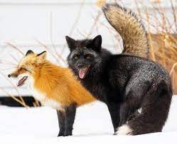 Red Fox And Silver Fox By Brittany Crossman Fox Dog Pet Fox Fox