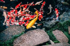 Kedalaman kolam yang optimal sebaiknya sekitar 50 cm, dengan tinggi permukaan air dari dasar kolam sekitar 35 cm. Aetra Tips Merawat Ikan Koi Bagi Pelanggan Air Perpipaan Aetra