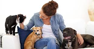 However, if you're a homeowner, your homeowner's insurance may cover only after the pet sitter is arrested and convicted of theft, will a bond company pay out for your loss. 6 Things To Remember When Hiring A Pet Sitter The Honest Kitchen Blog