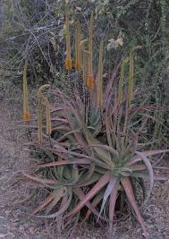 Image result for Aloe spicata