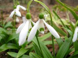 Galanthus Woronowii Green Snowdrop World Of Flowering Plants Bulbous Plants Plants Planting Bulbs