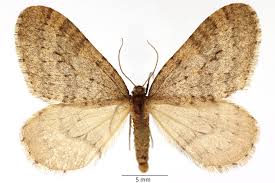 Image result for Operophtera brumata