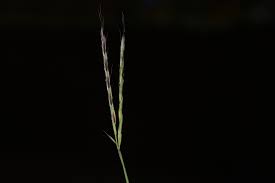 Image result for Arthraxon lancifolius