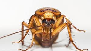 The orkin man is trained to identify and treat the root of your particular pest problem. Atlanta S Orkin Expands Its International War Against Bugs Atlanta Business Chronicle