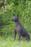 8 Hairless Dog Breeds - World Of Puppies
