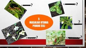 Di samping itu, panduan untuk mengatasi dan mengawal sesuatu jenis penyakit dari merebak juga turut dimuatkan, termasuk senarai racun serangga perosak yang biasa digunakan di negara ini. 5 Masalah Kronik Pokok Cili Selesaikan Seperti Pakar 3 Pasti Buat Anda Lega Tahu Youtube