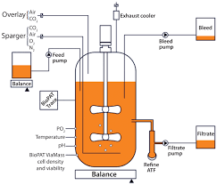 Considerations for animal cell culture characteristics of animal cells. Continuous Cell Culture Operation At 2 000 L Scale Bioprocess Internationalbioprocess International