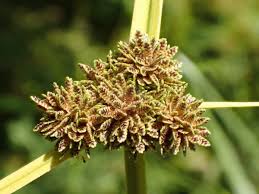 Image result for Cyperus difformis